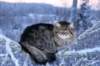icamuringideon10_small.jpg