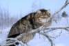 icamuringideon19_small.jpg