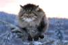 icamuringideon24_small.jpg