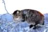 icamuringideon25_small.jpg