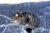 icamuringideon26_small.jpg