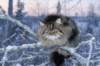 icamuringideon27_small.jpg