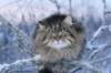 icamuringideon29_small.jpg