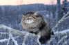 icamuringideon39_small.jpg
