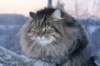 icamuringideon40_small.jpg