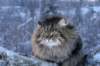 icamuringideon41_small.jpg