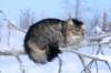 icamuringideon42_small.jpg