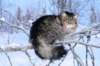 icamuringideon43_small.jpg
