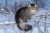 icamuringideon44_small.jpg