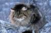 icamuringideon47_small.jpg