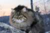 icamuringideon52_small.jpg