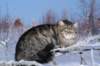 icamuringideon53_small.jpg