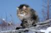 icamuringideon54_small.jpg