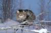 icamuringideon56_small.jpg