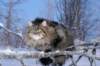 icamuringideon57_small.jpg