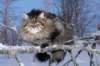 icamuringideon58_small.jpg