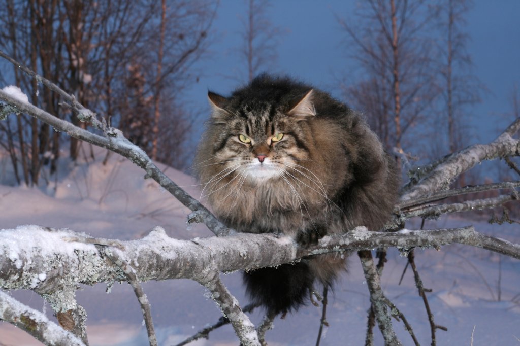 icamuringideon68.jpg