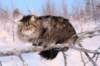 icamuringideon86_small.jpg