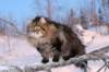 icamuringideon89_small.jpg