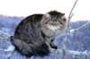 icamuringideon8_small.jpg