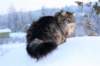 icamuringideon93_small.jpg
