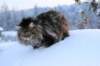 icamuringideon94_small.jpg