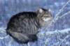 icamuringideon9_small.jpg