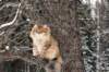 ruufusimg_4128_small.jpg