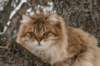 ruufusimg_4160_small.jpg