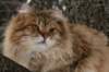 ruufusimg_4163_small.jpg