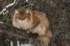 ruufusimg_4165_small.jpg