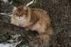 ruufusimg_4168_small.jpg