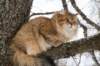ruufusimg_4179_small.jpg
