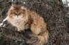 ruufusimg_4193_small.jpg