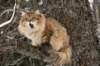 ruufusimg_4194_small.jpg