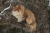 ruufusimg_4195_small.jpg