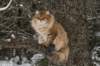 ruufusimg_4198_small.jpg