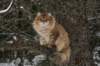ruufusimg_4199_small.jpg