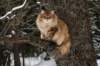 ruufusimg_4212_small.jpg