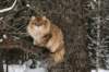 ruufusimg_4213_small.jpg