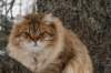 ruufusimg_4215_small.jpg