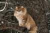 ruufusimg_4260_small.jpg
