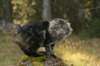 faffeimg_2114_small.jpg