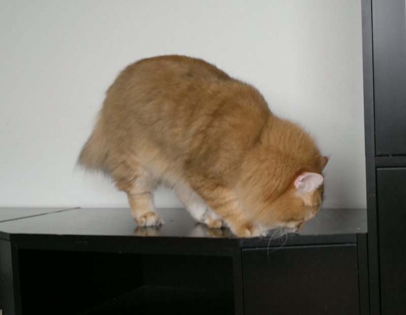 lucas.jpg