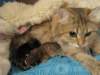 irenemammaandnooaandnaomi31320105_small.jpg