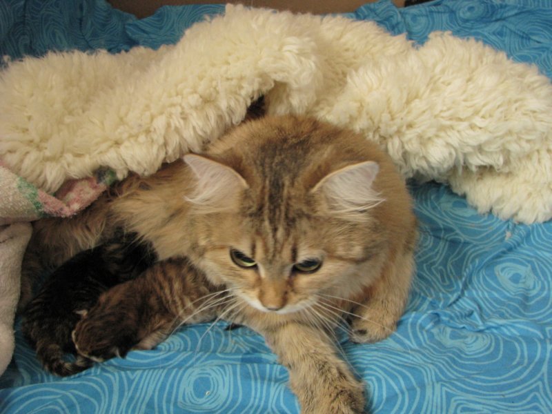 irenemammaandnooaandnaomi31320106.jpg