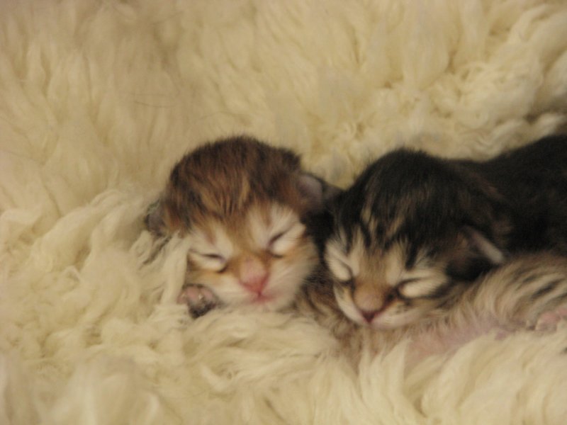 naomigirlandnooaboynewborn11.jpg