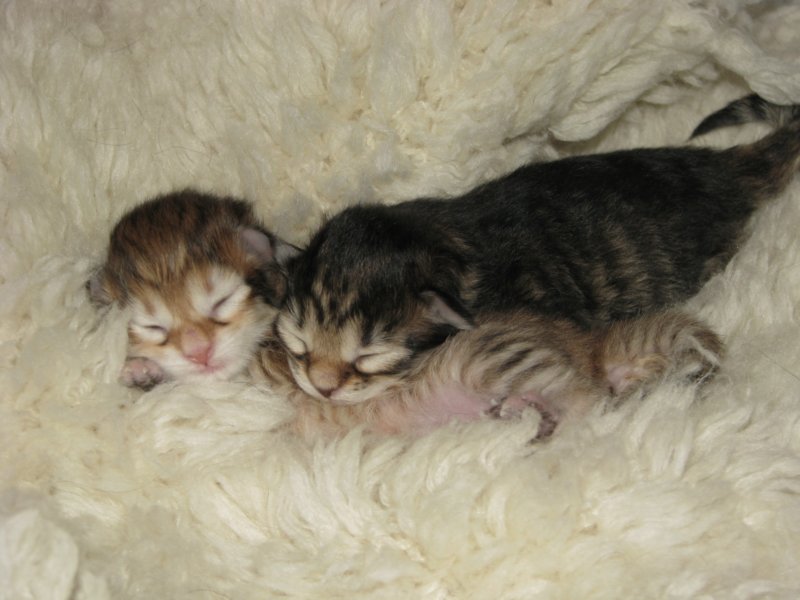 naomigirlandnooaboynewborn14.jpg