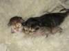 naomigirlandnooaboynewborn14_small.jpg