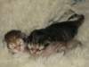 naomigirlandnooaboynewborn15_small.jpg
